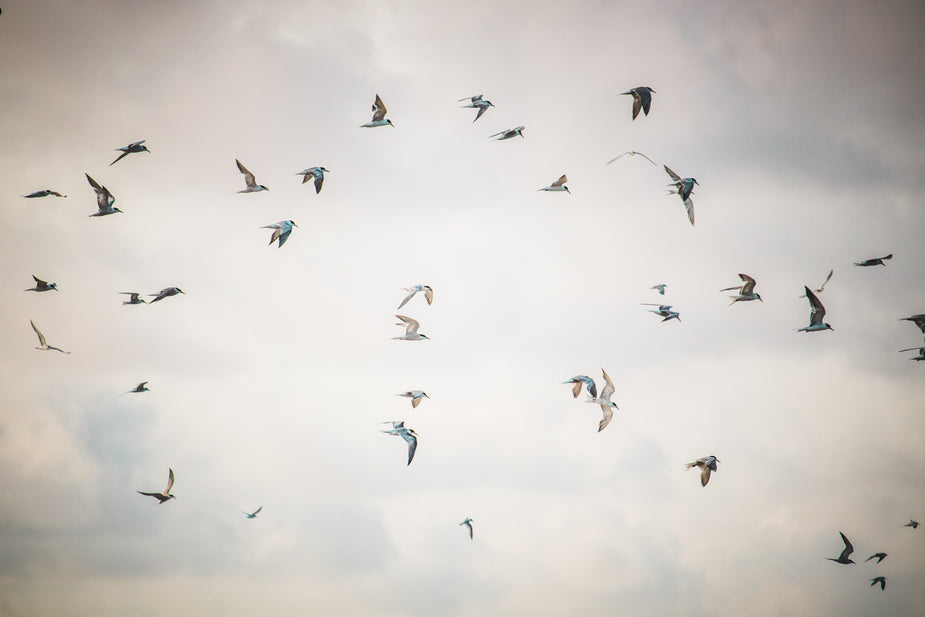 Oiseaux blancs sur fond de ciel nuageux
